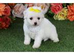 Bichon Frise Puppy for sale in Springfield, MO, USA