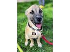 Adopt Llama Lonestar a Black Mouth Cur, Labrador Retriever