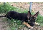 German Shepherd Dog Puppy for sale in Fort Smith, AR, USA