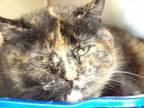 Adopt Dolly a Domestic Short Hair