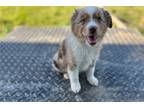 Miniature Australian Shepherd Puppy for sale in Little Rock, AR, USA