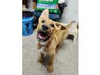 Adopt Poptart a Labrador Retriever, Staffordshire Bull Terrier