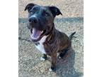 Adopt BELLA a Pit Bull Terrier, Boxer