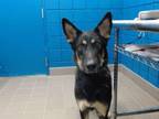 Adopt LULU a German Shepherd Dog, Mixed Breed