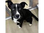 Adopt Bailey a Mixed Breed