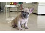 French Bulldog Puppy for sale in West Palm Beach, FL, USA