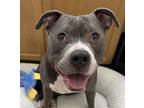 Adopt FATE a Pit Bull Terrier