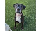 Adopt LAYLA a Boxer, Mixed Breed