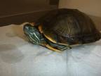 Adopt A1311987 a Turtle