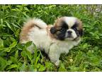 Pekingese Puppy for sale in Springfield, MO, USA