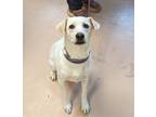 Adopt Maggie a Labrador Retriever, Mixed Breed