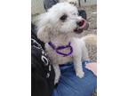 Adopt Hope a Poodle, Mixed Breed