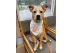 Adopt Luna a Mixed Breed