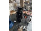 Adopt Meg a Domestic Short Hair