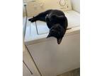 Adopt Endora a Domestic Short Hair