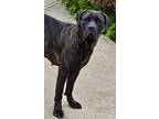 Adopt Luna - *CRITICAL IN DANGER* NEEDS IMMED FOSTER a Cane Corso