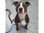 Adopt 176518 LOOKING FOR OWNER a Pit Bull Terrier