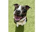Adopt Mildred a Pit Bull Terrier, Mixed Breed