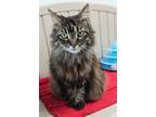 Adopt Aminah a Domestic Short Hair