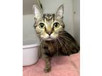 Adopt Nox a Domestic Short Hair