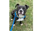 Adopt Chantilly a Pit Bull Terrier, Mixed Breed