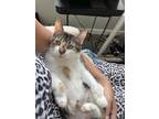 Adopt Jade a Calico, Domestic Short Hair