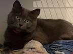 Adopt Pinky a Domestic Short Hair