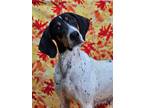 Adopt Frances a Bluetick Coonhound, Mixed Breed