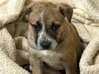 Adopt D'ARCY a Australian Cattle Dog / Blue Heeler, Pit Bull Terrier