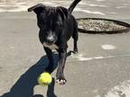 Adopt BLANCHE a Pit Bull Terrier, Mixed Breed