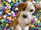 Adopt BLANCHE a Pit Bull Terrier, Australian Cattle Dog / Blue Heeler
