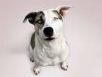 Adopt DENISE a Pit Bull Terrier, Mixed Breed