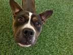 Adopt BABY GIRL a American Staffordshire Terrier, Mixed Breed