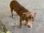 Adopt BEATRICE a Pit Bull Terrier, Mixed Breed