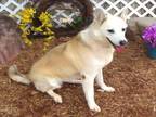 Adopt LADY a Siberian Husky, Mixed Breed