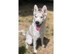 Adopt Ashika a Husky