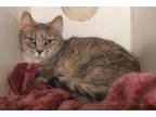 Adopt Tiny a Domestic Short Hair