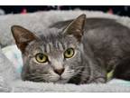 Adopt Gracie a Domestic Short Hair