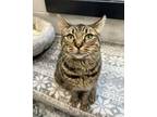 Adopt Lily a Domestic Short Hair