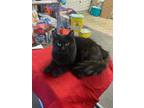 Adopt Ebony a Domestic Long Hair