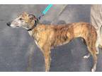 Adopt WW Letstacoabout - pending a Greyhound