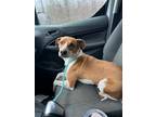 Adopt Maggie Mae a Jack Russell Terrier, Mountain Cur