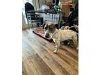 Adopt Mary J a Jack Russell Terrier, Pit Bull Terrier