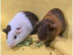 Adopt Paisley and Paris a Guinea Pig