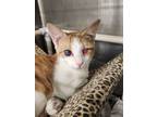 Adopt Lafleur a Domestic Short Hair