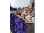 Adopt Angelica - Resident Angel (Permanent Sanctuary Foster) a Pomeranian