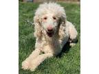 Adopt Paris a Standard Poodle