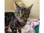 Adopt Silvermist a Domestic Short Hair