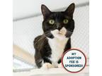 Adopt Mia a Domestic Short Hair