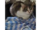 Adopt Blue a Domestic Short Hair